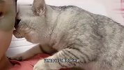 猫：铲屎的也不知道抽什么疯，非让我看书