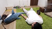 正玩着游戏主人突然晕倒，两只水獭会是啥反应？要笑喷了