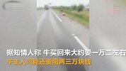 吉林大货车冲入牛群，撞死了13头牛