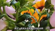 假龙头花的养殖方法和注意事项
