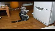 [搞笑]对着冰箱祈祷的小猫！！太可爱了