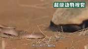 “平头哥”蜜獾捕蛇，蛇不小心把脑袋怼进蜜獾嘴里，最终不幸被吃掉