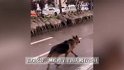 山西太原四五十只羊大街上围吃绿化带，当地居民称经常有羊群路过