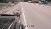 男子开车出门，半路遇到一头羊，非要挡在车前不让走