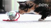 猫咪玩转iPhone机器球