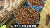 豆角高产有窍门，试试这个方法，豆角多到摘不完