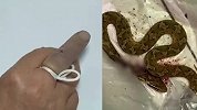 被毒蛇咬后的教科书式自救！大妈斩杀毒蛇带蛇尸体就医