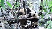 熊猫滚滚打架日常：放学后别走！看完笑翻了