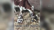 1500斤母牛产下3胞胎2公1母