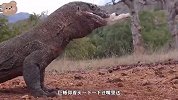 巨蜥又来表演活吞山羊，毛也不拔，最后骨头渣都不剩