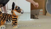 家里来了只老虎，喵星人纷纷来围观，场面笑爆了