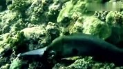 旅游-150115-实拍海鳗捕食生吞小鲨鱼全过程