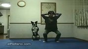 会做体操的狗（超萌系列）