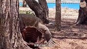 巨蜥闻见树林有好东西，走进竟发现一只野猪，直接活吞以示尊重