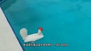 谁说鸡没有智商？和鸭子一起长大，还学会了游泳！