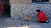 狗：你拜年就拜年，干吗要磕我的盆儿