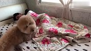贵宾犬叫铲屎官起床，啥招都用上了，过程看一次笑一次