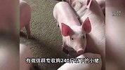 暗访未检疫生猪、病死猪深夜送入屠宰厂，知情人：死了很久