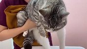 猫咪看主人出门非要跟着，结果去了医院，接下来忍住别笑