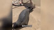 海南网红海豹遭游客围堵，用强光照其眼睛，有人砸石头，当地回应
