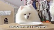铲屎官端着空盘子吃东西，博美看傻眼了，一定忍住别笑