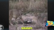 战狮子杀鳄鱼，号称功夫最强的动物，你找不出第二个！
