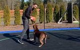 狗教练上线！拉文与爱犬一对一单挑