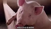 谁说猪傻的，这头就很聪明，过年了还知道减肥