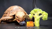 大乌龟手底下的小弟献上美味，心情美美的吃了起来