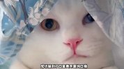 十只不同猫生的孩子，有八个长相混杂？