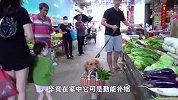 金毛叼菜篮子去买菜，菜没买成叼了篮子钱回来！