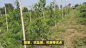 李树的养殖方法和注意事项