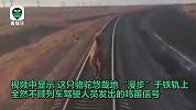 战斗民族的骆驼！俄罗斯一骆驼加塞火车强闯铁路 无视司机鸣笛