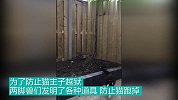 为了防止猫主子越狱 两脚兽发明了各种道具阻止猫跑