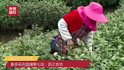 直播：安吉白茶这么“作”？就看你懂不懂它！