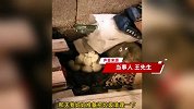 老人杂物中发现一条“看家蛇”，怀中藏十几个蛇蛋，网友：好兆头