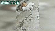 主人正在挤牛奶，一旁的猫咪馋得不行，也想喝新鲜出炉的牛奶