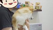柴犬被带去打针，还没打就吓成了这样，要笑喷了
