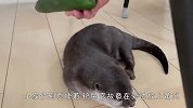 水獭正在睡觉，铲屎官故意在旁边摆上黄瓜，接下来忍住别笑