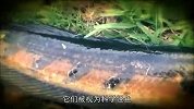 旅游-150617-“科学怪鱼”鳢鱼 能离开水在陆上蛇形行走