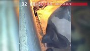海南一小猪的头被木板卡住，猪妈徘徊许久“思考”后，竟神奇解救