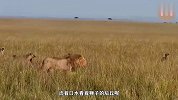 落单狮子被30头野狗围殴，尽管活下去的希望渺茫，但它依然不放弃