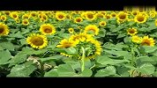 旅游-葵花盛开的季节