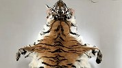 为给儿子筹钱成家男子偷卖东北虎 整张虎皮近3米长画面触目惊心