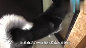 主人端了一盆肉给看家狗吃，不料被哈士奇撞见：你干啥去？