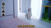 主人偏心小猫，大猫好伤心