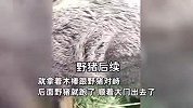 东北大爷挥木棒与野猪对峙，拍摄者称目测野猪近300斤，现场曝光
