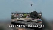 天津鸽子到北京出差参加阅兵，鸽友：1个多小时归巢，热得直张嘴