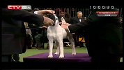 重庆卫视-犬种大赛20140913
