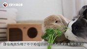 传言兔子吃完饭，喝水就会断肠死亡？看完解开多年疑惑